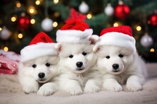 White Samoyed Dog Puppies In Red Santa Hats Lie On A Blanket Under The Christmas Tree Against The Background Of Christmas Lights