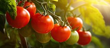 Organic Tomatoes Growing On Stem At Local Produce Farm Copy Space For Text And Background