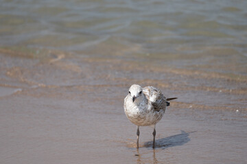 Herring Gull on Beach