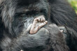 Mother gorilla cleans baby's foot in Volcanoes National Park, Rwanda