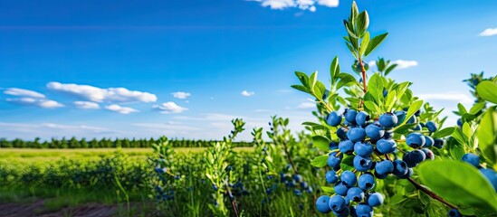 Canvas Print - Ripe berries harvested mid July on irrigated bushes Large juicy berries on branches