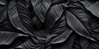 © Asep - a black background with black leaves