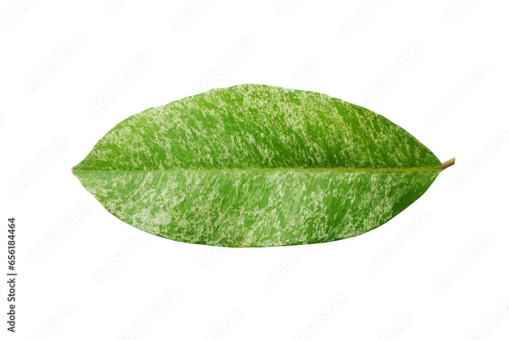 Black plum, Jambolan plum, Java plum , Black Plum ,Syzygium cumini ...