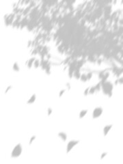 Wall Mural - realistic shadow leaves falling down movement on transparent backgrounds 3d rendering png