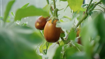 Wall Mural - Ripe eggplant in the garden. Fresh organic eggplant aubergine. Purple aubergine growing in the soil.