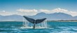 Humpback whales tail in False Bay off Southern Africa Coast