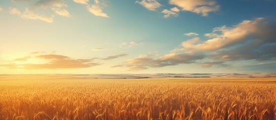 Poster - Golden hours illuminate the field and sky