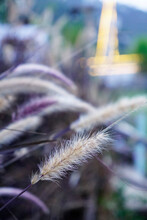 Close Up Photo Of A Purple Cenchrus Setaceus Grass In Field Background
