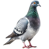 Standing pigeon isolated on transparent