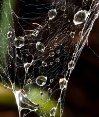 Wall Mural - Drops of water on the web.Background