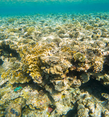 Wall Mural - Coral reef under sea water.