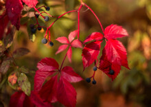 Multi-colored Leaves Of Wild Grapes In Autumn
