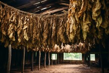 Drying Tobacco Leaves In A Shed And Quality Control Of Tobacco Leaf Hanging. Curing Burley Tobacco In A Barn. Agriculture. Tobacco Farming. Generative AI