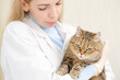 A professional female vet is holding cat in vet clinic for examition.
