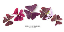 Red Lucky Clover Collection. Oxalis Triangularis Isolated On White Background.