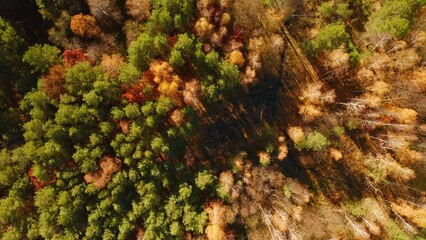 Poster - Over head drone footage of lake surrounded by autumn forest.