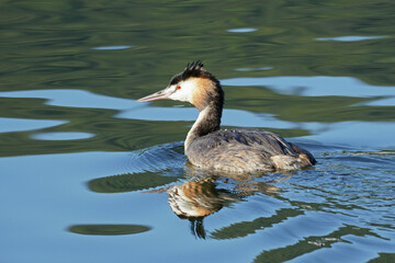 Wall Mural - specimen of great crested grebe, Podiceps cristatus