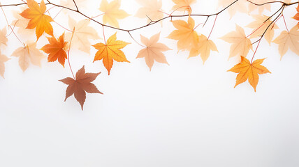 Wall Mural - maple leaves on a white background isolated frame of fallen leaves autumn blank