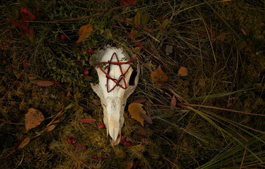 Poster - animal skull with pentacle amulet on dark natural abstract background. autumn season. symbol of death, terrible, scary. Mysticism, occultism, Witchcraft. samhain, Halloween concept. top view