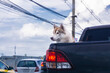 A Siberian Husky dog is sitting on a rear of an truck and looking on somewhere