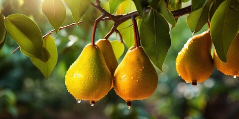 Wall Mural - Agriculture fruits pear harvest food photography banner - Closeup of ripe pears on tree branch with leaves
