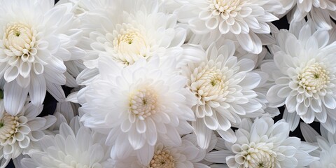 Wall Mural - Flowers background banner texture - Closeup of white beautiful blooming chrysanthemums chrysanthemum field, top view