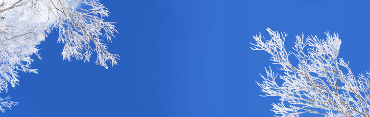 Wall Mural - snowy trees from below, blue sky background, winter panoramic header