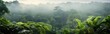  view of tropical forest with fog in the morning during the rainy season. isolated on a green garden 