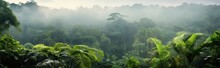  View Of Tropical Forest With Fog In The Morning During The Rainy Season. Isolated On A Green Garden 
