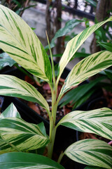  Dieffenbachia is sacred tree.The leaves are green and white stripes. Do not like the sun but like the shade.