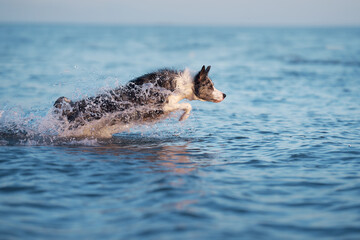 Wall Mural - the dog jumps on the water. Funny border collie playing on holiday in nature by the sea