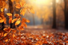 Autumn season concept: Beautiful foliage, golden trees, sunlit natural background