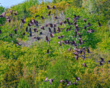 Canada Geese Photo And Image. Flock Of Birds. Flying Birds. Canada Geese Flying Over Evergreen Trees Background In Their Environment And Habitat Surrounding.