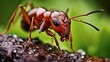Insect Macro photography fauna, biology, insects, small animals, close up, rain and dew drops, miniature, microbiology, anatomy wasp, beetle, ant, bee, spider