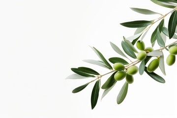 olive branch n white background, Generative AI