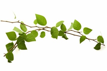 leaves isolated on white background, Generative AI