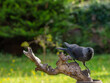 canvas print picture - Jackdaw perched On A Log