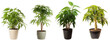 Large house dumb canes plant in modern pot or vase isolated on transparent background generative ai