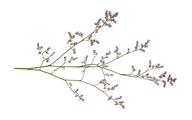 twig of limonium small flowers isolated on white or transparent background