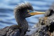 Flightless Cormorant Standing Proud on a Rocky Shoreline in the Galapagos Islands - Nature and Wildlife Photography