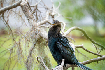 A big anhinga bird resting on tree branch in Florida wetlands