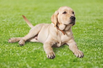 Canvas Print - portrait of a smart young dog on meadow