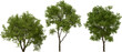 © Mathias Weil - tree maytenus hookeri hq arch viz cutout plant 3d render