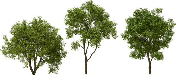 tree maytenus hookeri hq arch viz cutout plant 3d render