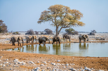 A view of elephants bathing at a waterhole in the Etosha National Park in Namibia in the dry season