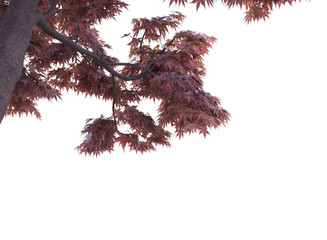 Canvas Print - tree branch red leaves