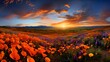 Beautiful panorama of a poppy field at sunset, California, USA