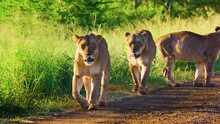 Two Afrcian Lioness Walking Towards The Camera
