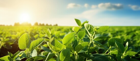 Wall Mural - Soybean plants in a green field at an agricultural farm with copyspace for text