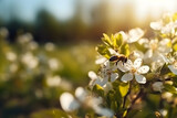 Honey bee collecting nectar from white flowers of a blossoming tree. Nature background. Spring
